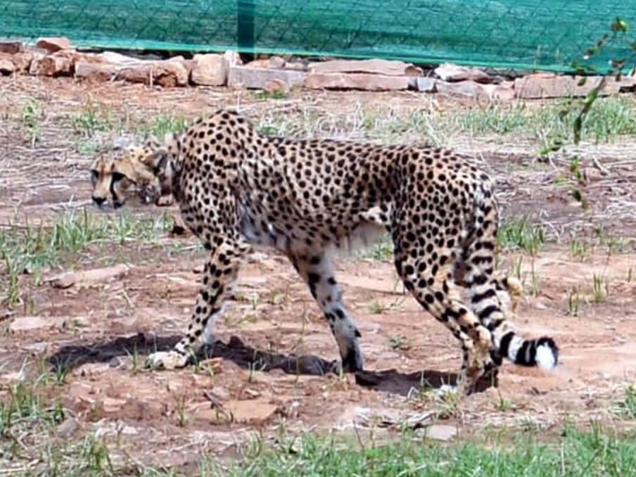 Narendra Modi Cheetah 1