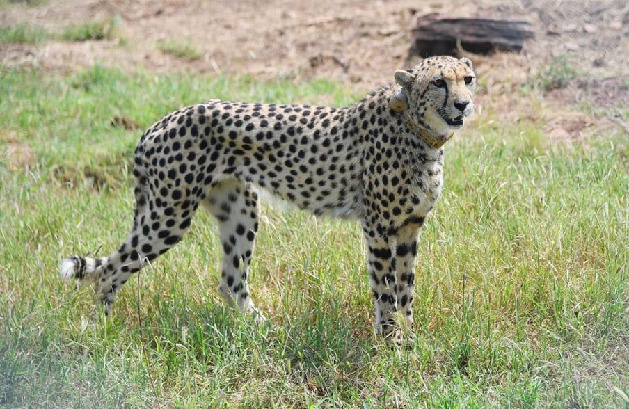 Narendra Modi Cheetah 2