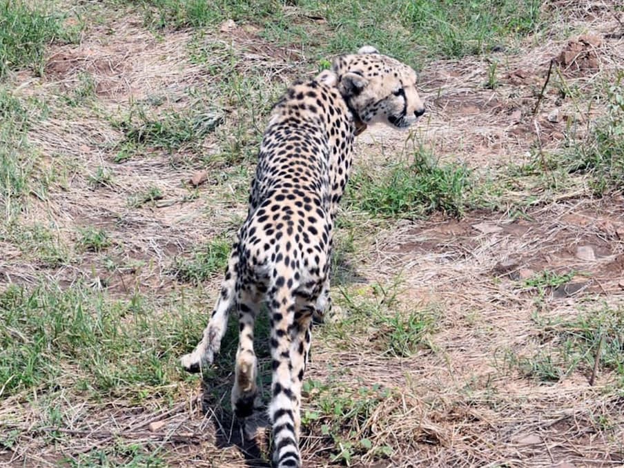 Narendra Modi Cheetah 6