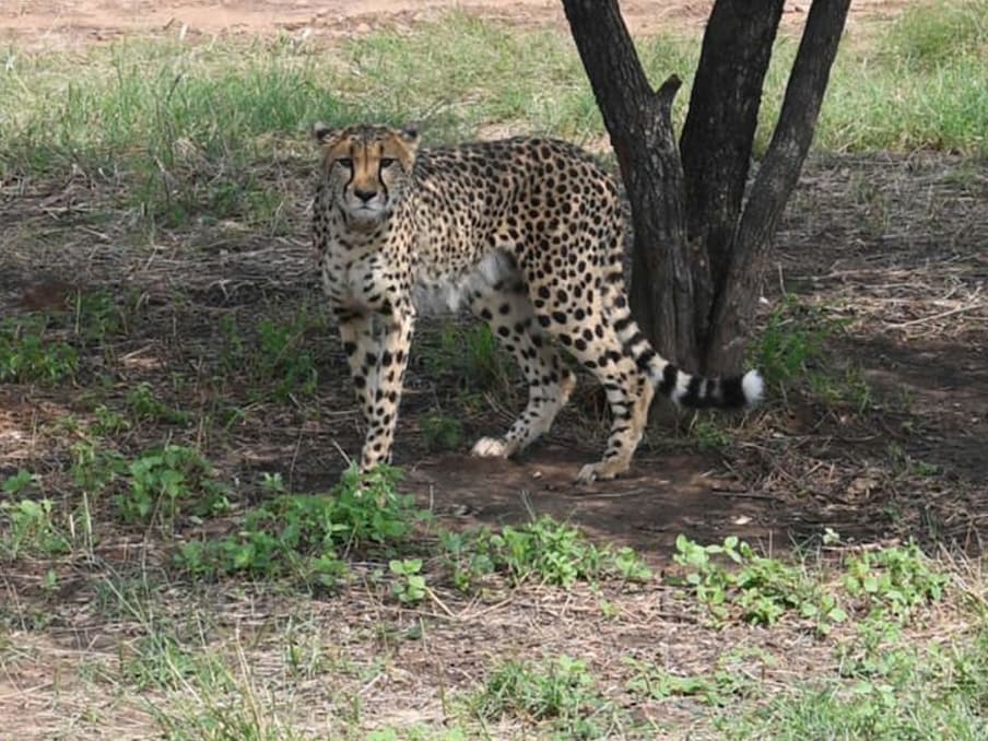 Narendra Modi Cheetah 7