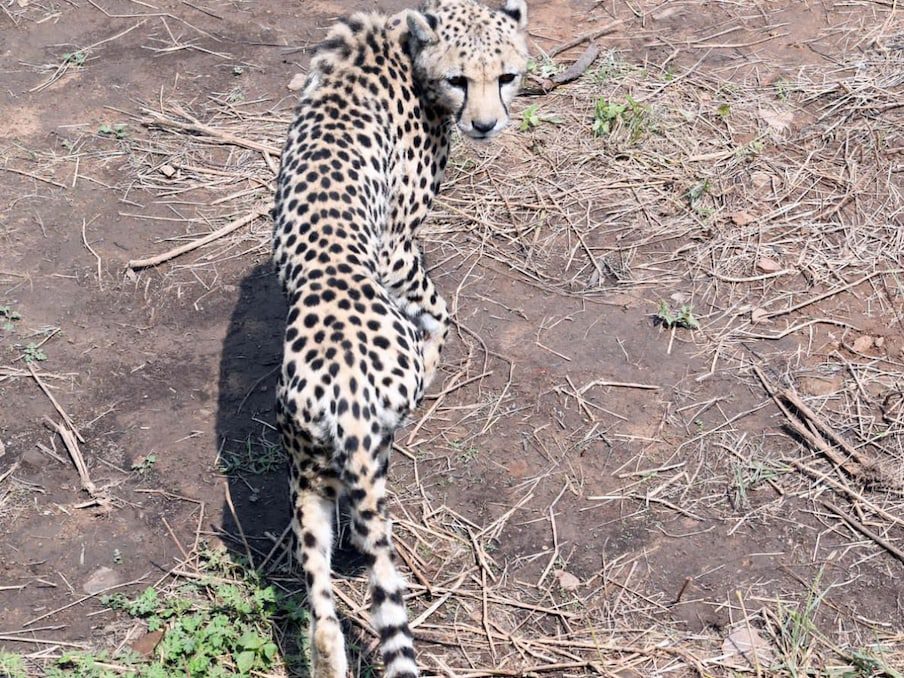 Narendra Modi Cheetah 8