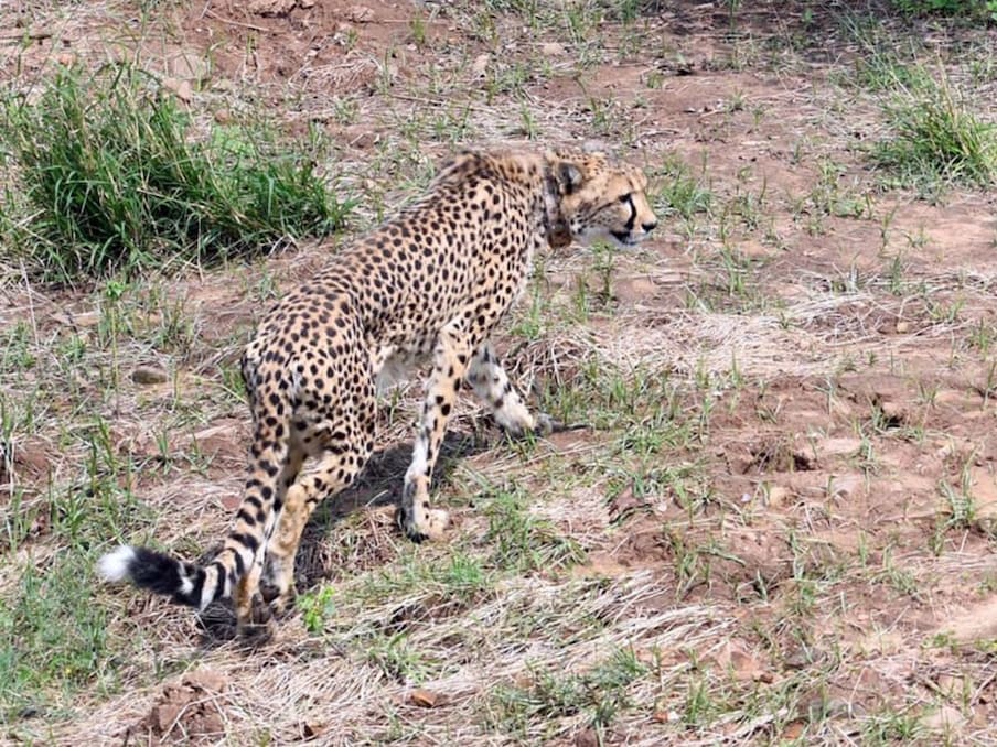 Narendra Modi Cheetah 9